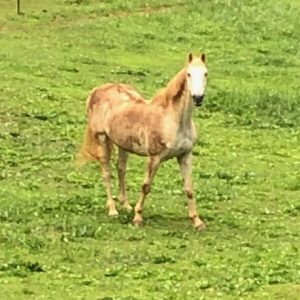 Out to Pasture - SALE items!