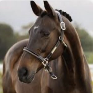 Halters